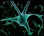 Neuronas: Cerebro consciente (Materialismo). Christof Koch