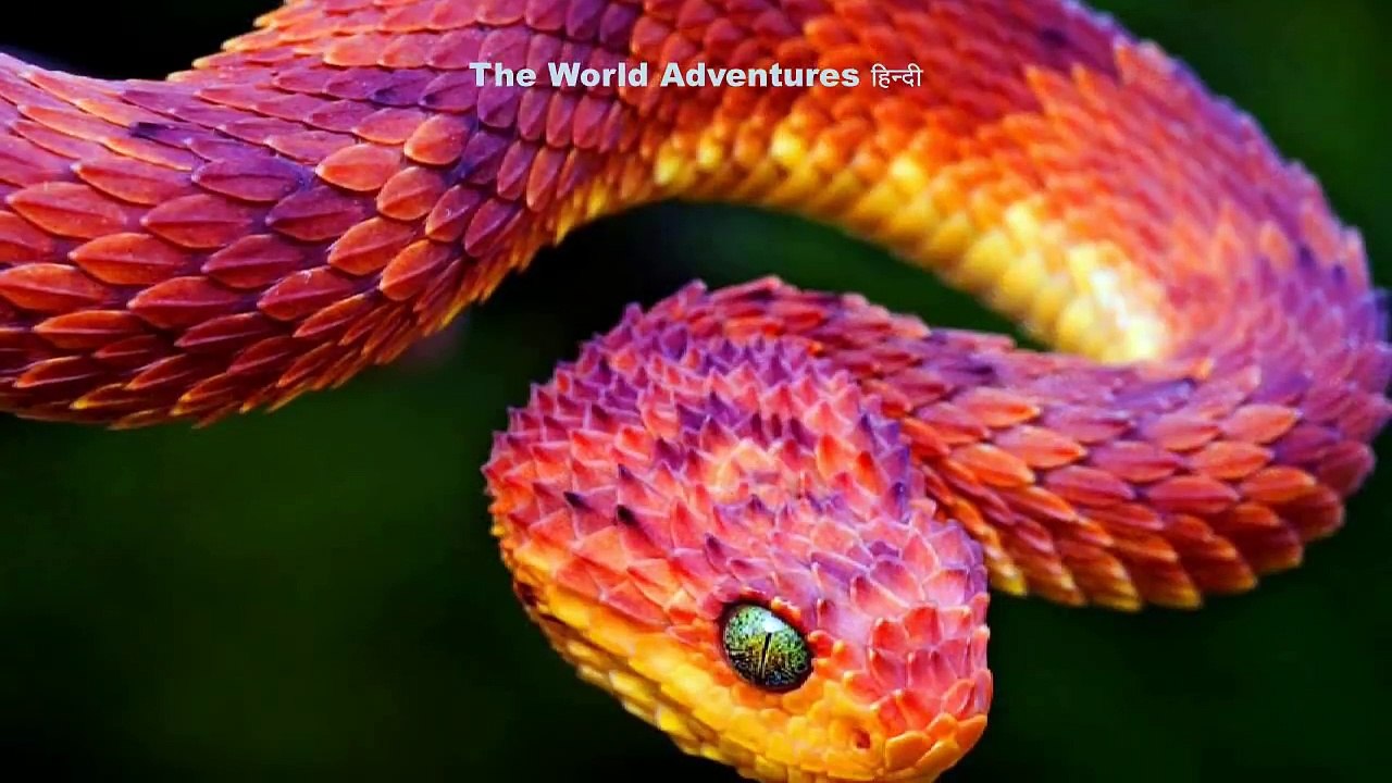 दुनिया_के_5_सबसे_बड़ा_साँप_|_Largest_Snake_in_the_World_|_Hoax_or_Real?