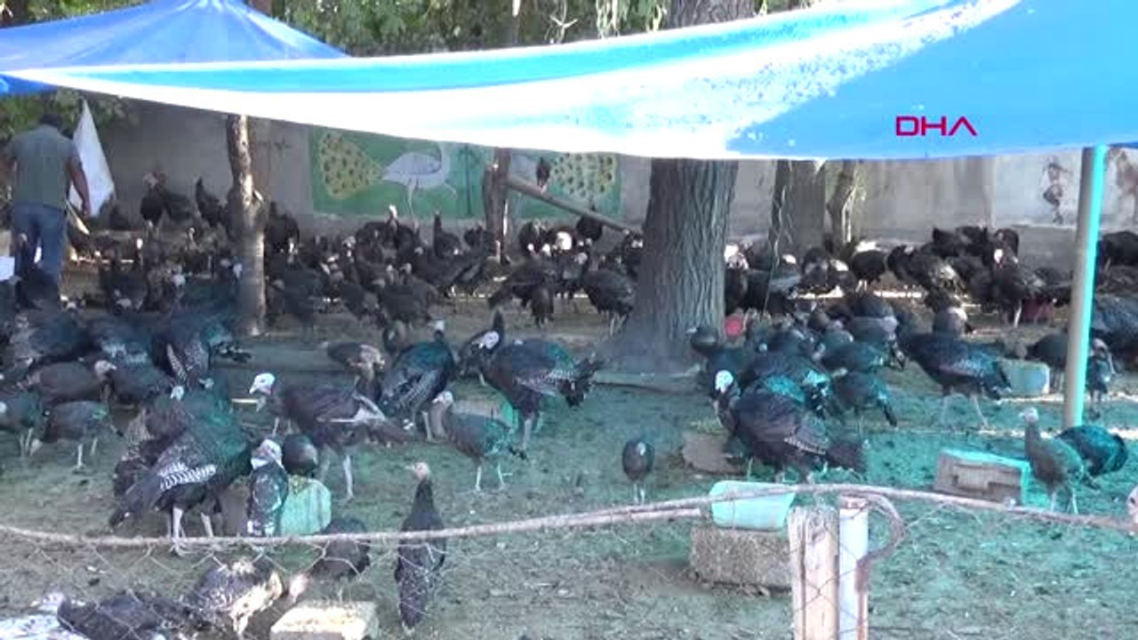 Van Kümese Giren Sokak Köpekleri, 105 Hindiyi Öldürdü İddiası