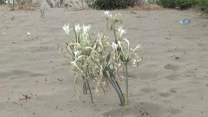 Ege Sahillerinin Süsü Kum Zambağı