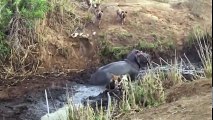 Top 5 Amazing Fight moment of HIPPO - Hippo vs Lion, Hippo Saves Antelope - Wild Animals 2018