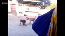Cheeky monkey gets into fist fight with street dog in northern India