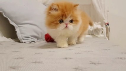 short yellow hair cute  kitty