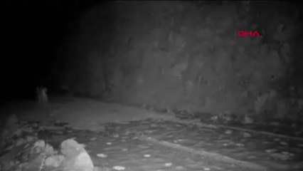 Burdur'un Vahşi Yaşamı Fotokapanda