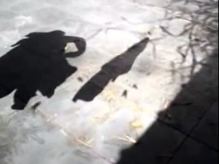 Trabalho das Sombras