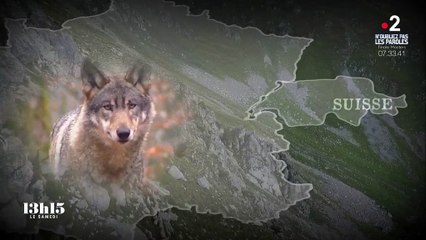 Exterminé avant d'être protégé, le loup est de retour en France... à l'attaque des troupeaux !
