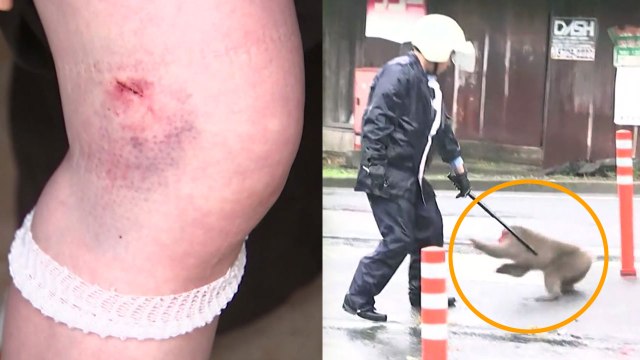 日 '공포의 원숭이' 주민 물어 6명 부상 / YTN