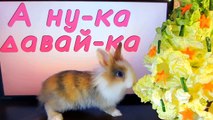 КОТ МАЛЫШ и КРОЛИК БАФФИ vs ПРИШЕЛЕЦ! КОШКА МУРКА ЗАКОЛДОВАНА! НЛО против КОТОВ! Pretend play Aliens