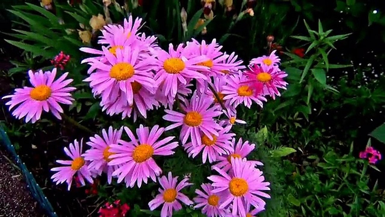 world best violet flower