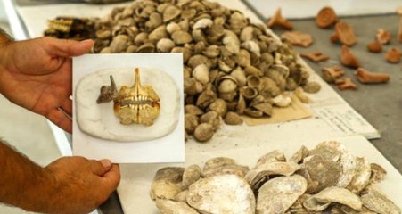 Yeşilova Höyüğü'nde 8 Bin Yıllık Çipura Kalıntısı Bulundu