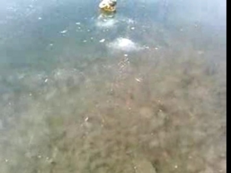 pub amateur desperados lol