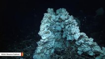 This Sea Sponge Spotted Near Hawaii Is The Size Of A Minivan