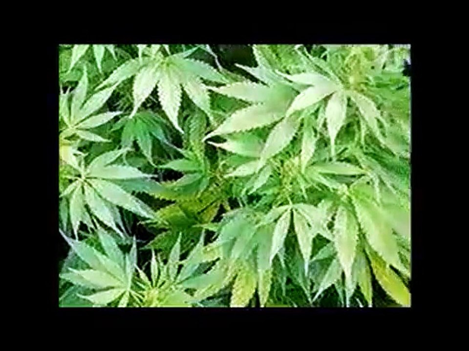 WHAT IF CANNABIS CURED CANCER - FULL MOVIE
