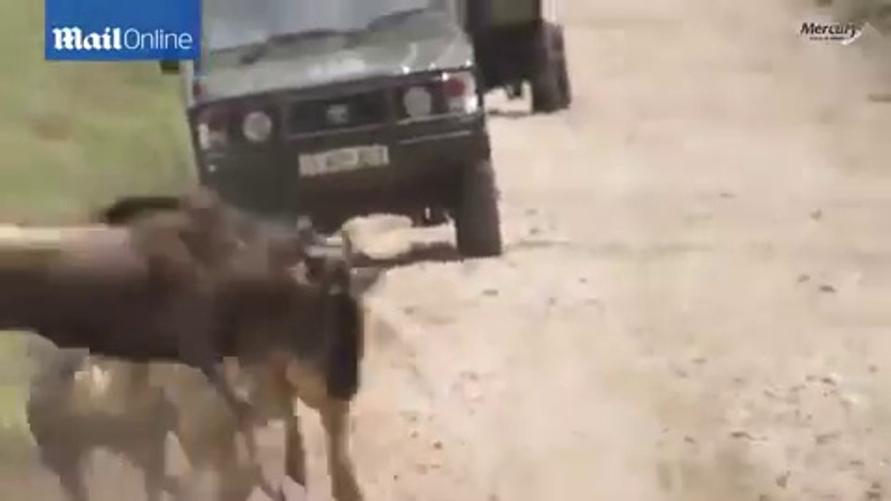 Ce lion a une technique incroyable pour approcher ce troupeau de buffles