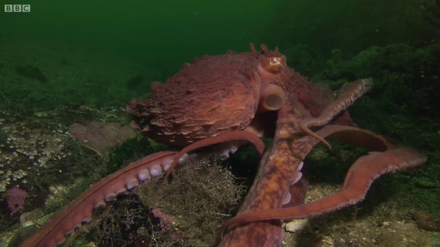 Ce poulpe vient voler les crabes de ces pecheurs... Intelligent