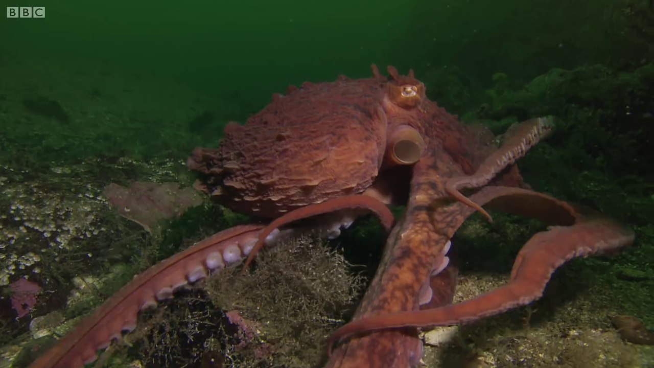 Ce poulpe vient voler les crabes de ces pecheurs... Intelligent