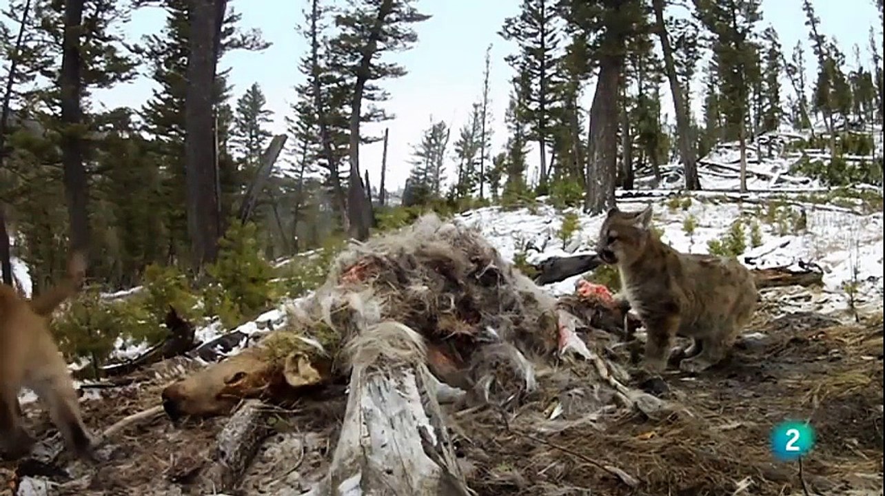 Travel Planet - Parques nacionales norteamericanos Yellowstone  (Yellowstone National Parks)