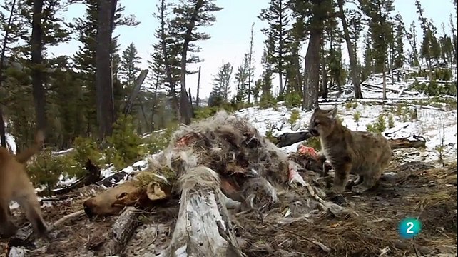 Travel Planet - Parques nacionales norteamericanos Yellowstone (Yellowstone National Parks)