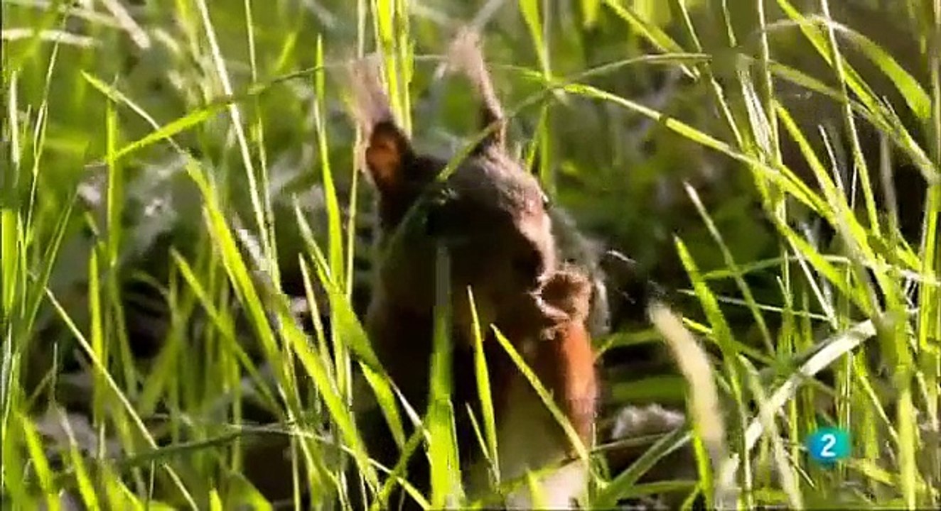 Travel Planet - Alemania salvaje Bosques - Wild Germany Forests