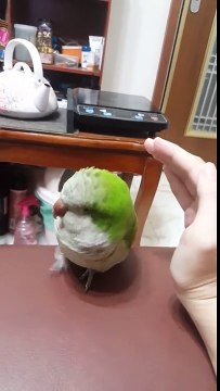 Un oiseau qui aime les papouilles