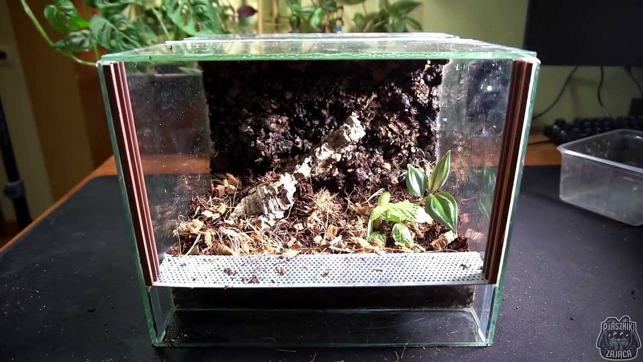 Sericopelma sp boquete jest POTĘŻNYM L7, dostała TERRARIUM!