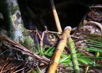Survivor S10 - Ep03 Dangerous Creatures and Horrible Setbacks HD Watch