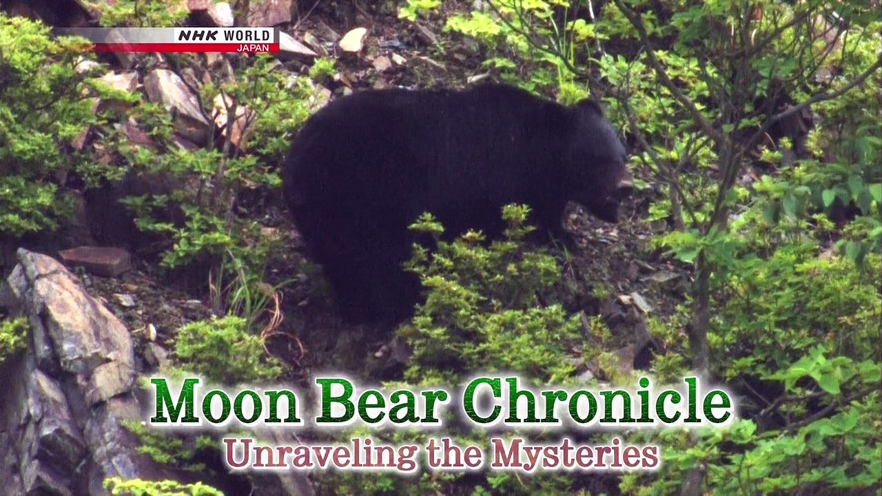 NHK Moon Bear Chronicle