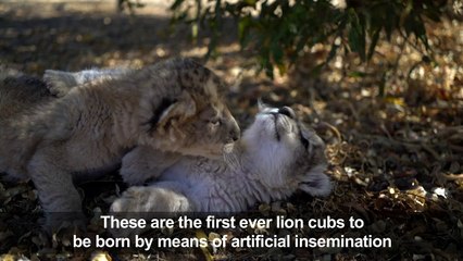 World's first artificially conceived lion cubs born in S. Africa
