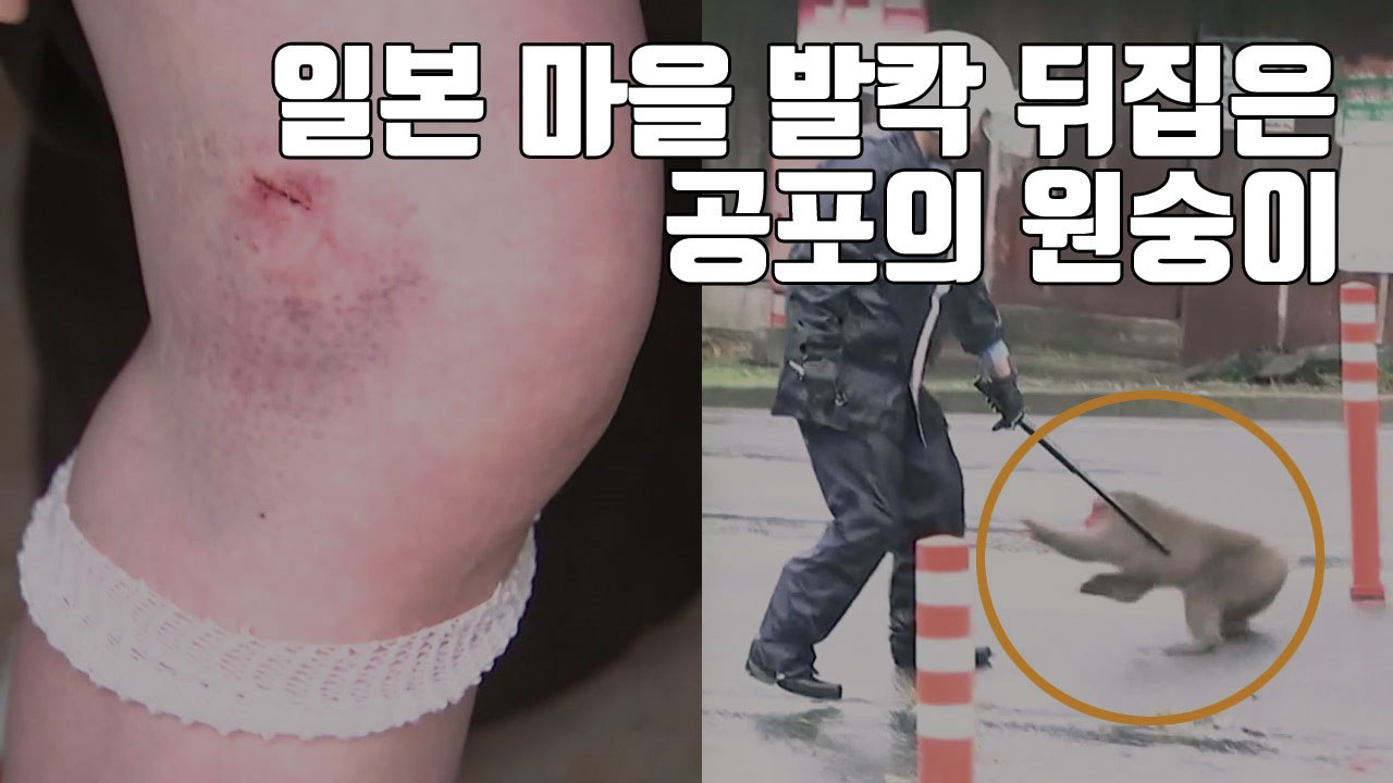 [자막뉴스] 일본 마을 발칵 뒤집은 '공포의 원숭이' / YTN
