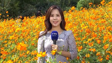 [날씨] 찬 바람 불며 서늘한 휴일...남해 태풍 영향 / YTN