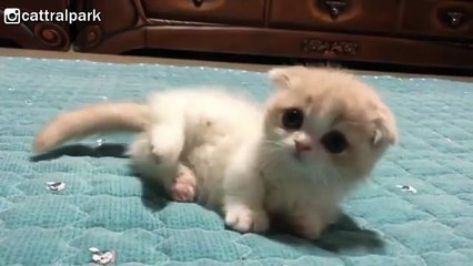 マンチカンが可愛すぎて辛い(=^・^=)