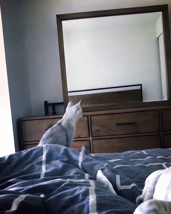 Hilarant : ce chat découvre ses oreilles sur le reflet d'un miroir