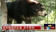 實拍10餘持槍警察對峙藏獒無奈何 屠夫數秒神奇降伏
