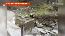 實拍甘肅野生貓熊下山悠閒覓食 惹村民興奮圍觀