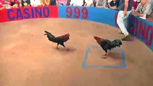 Đá gà thomo mới nhất 2018 ngày 30/09/2018 - Video 2