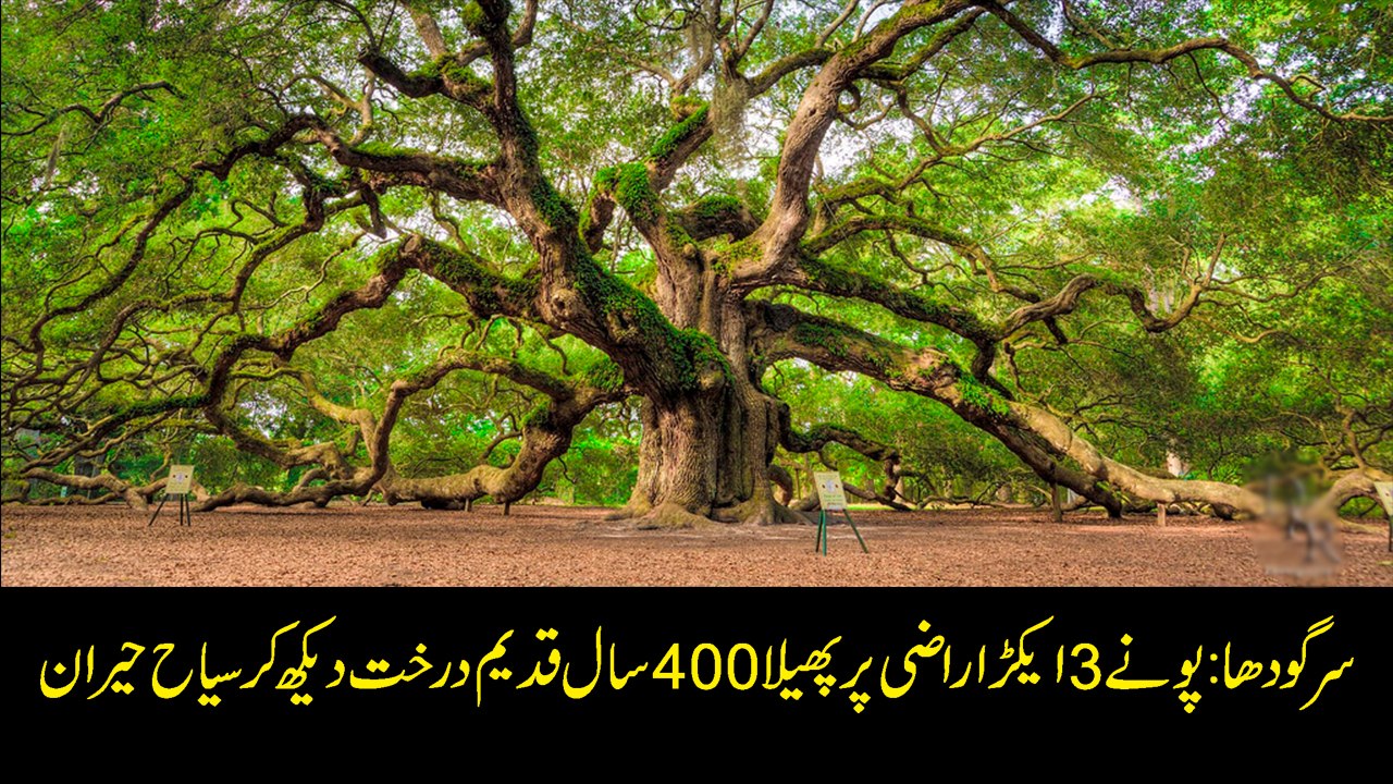 400 years old tree attracts tourists in Sargodha