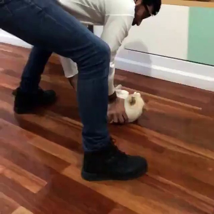 Cats are so funny you will die laughing - Cats are so funny you will die laughing