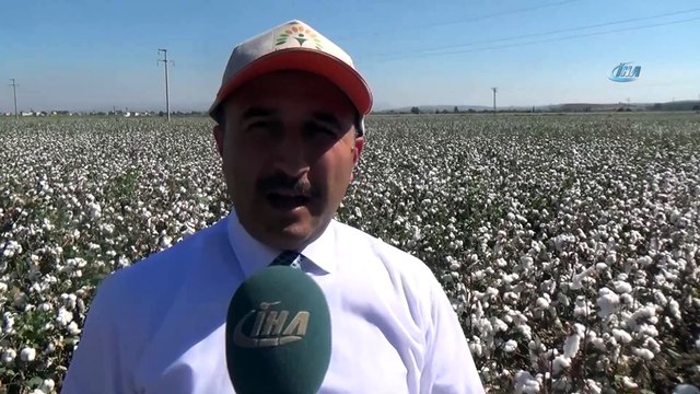 Hatay'da 260 bin ton pamuk rekoltesi bekleniyor