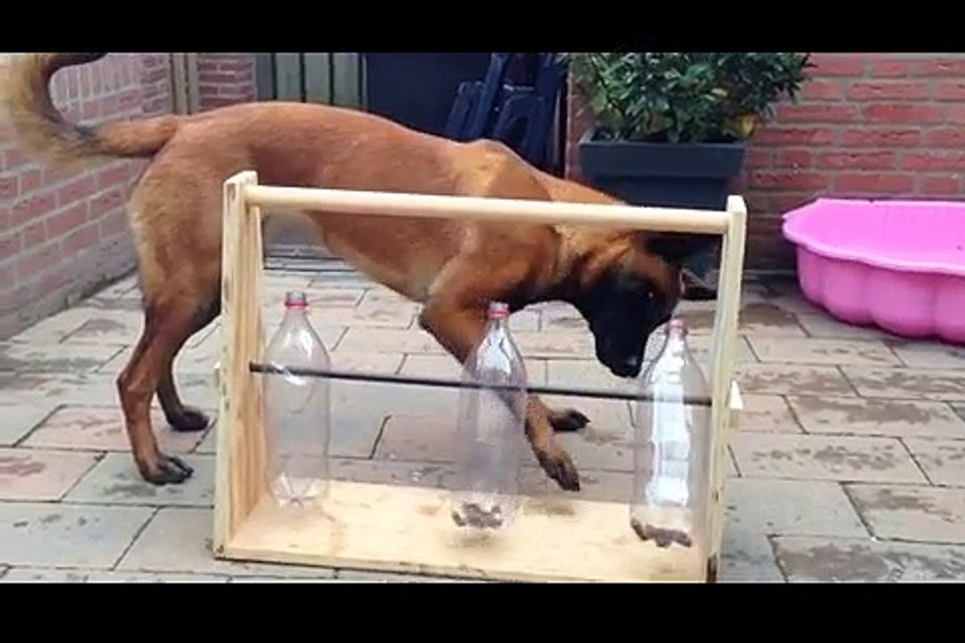 A Brilliant Way To Keep Your Dog Amused For As Long As You Want