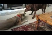 2 Pups Play The Most Adorable Game Of Tug-Of-War. But Watch The Dog On The Left …HILARIOUS!