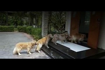 4 Dogs Form A Single Line At The Door. As They Walk In, Keep Your Eye On The One In The Front…