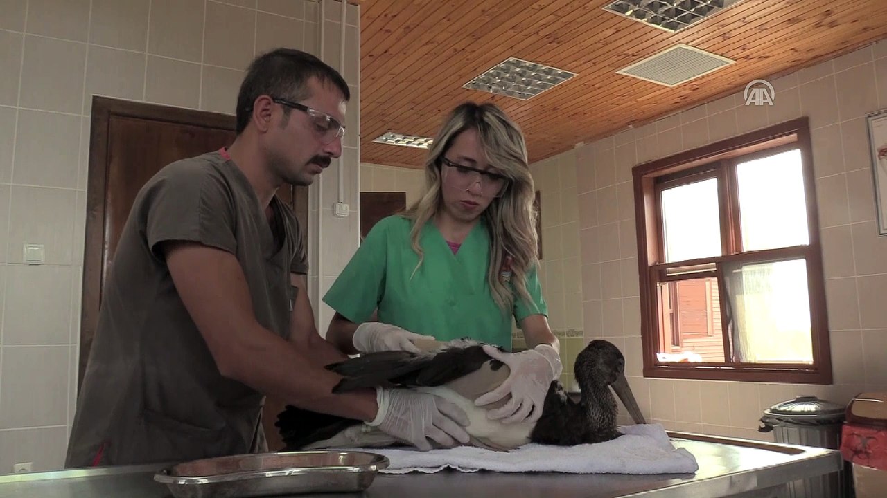 Kara leylek kanadına takılan 'platin'le yaşama bağlandı - SAMSUN