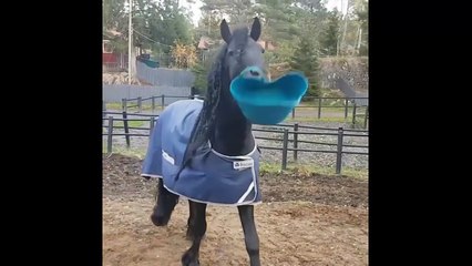 Cute And funny horse Videos Compilation  horses and dogs are friends  Soo Cute3