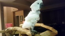 Cockatoo throws temper tantrum after being denied donut