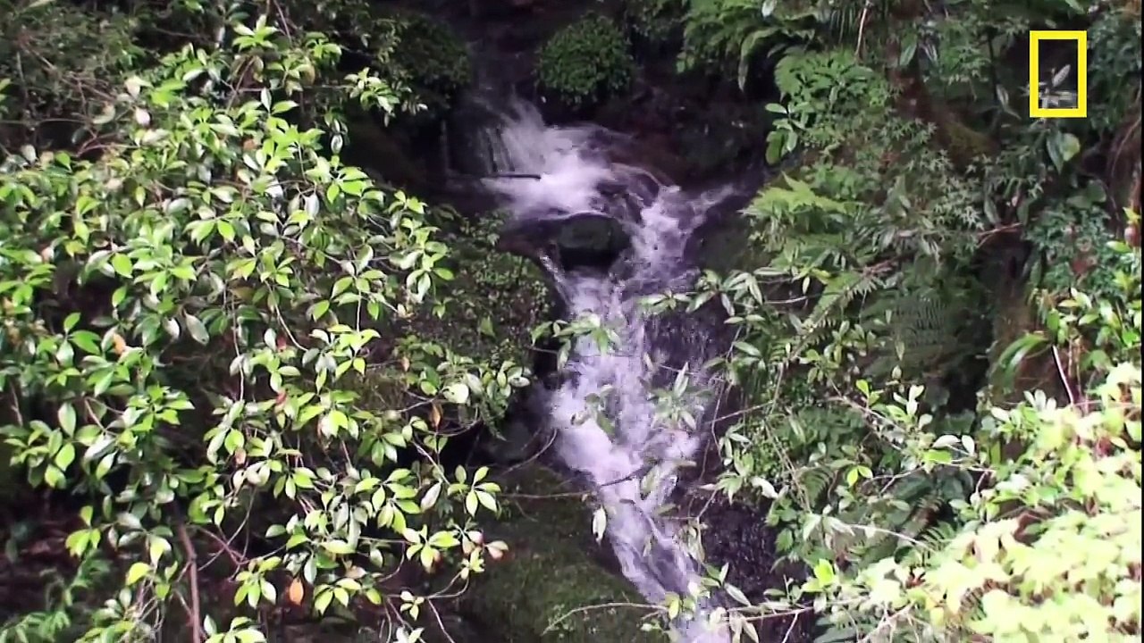 Giant Salamander As Big As a Dog   National Geographic