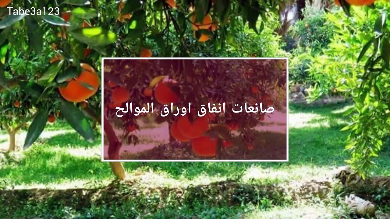 افة صانعات انفاق اوراق الحمضيات