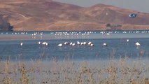 Van'da Doğu'nun Kanatları Erçek Gölü 8. Flamingo Festivali