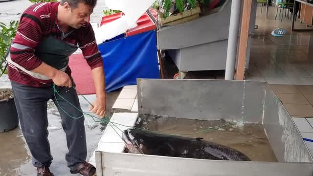 İznik Gölü'nde Dev Yayın Balığı Yakalandı