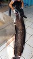İznik Gölü'nde 2 Metrelik Yayın Balığı Yakalandı
