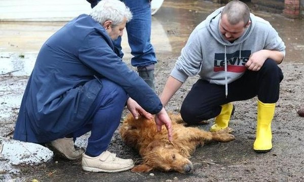 Beykoz'da selden kurtarılan Leo yaşam mücadelesi veriyor